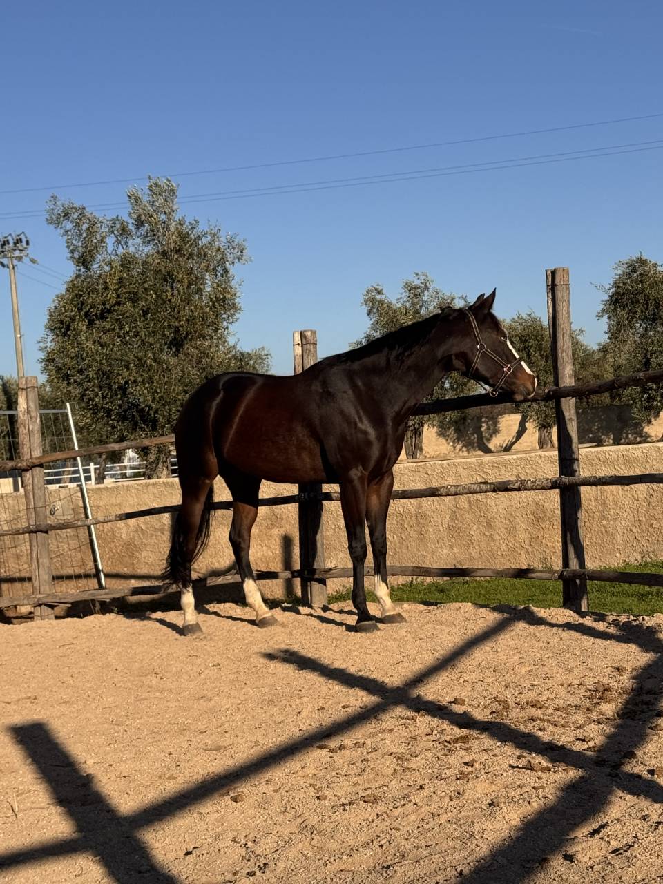 Jument Quarter Horse A vendre 2021 Bai brun par COLONELS SHINING GUN