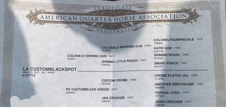 Jument Quarter Horse A vendre 2021 Bai brun par COLONELS SHINING GUN