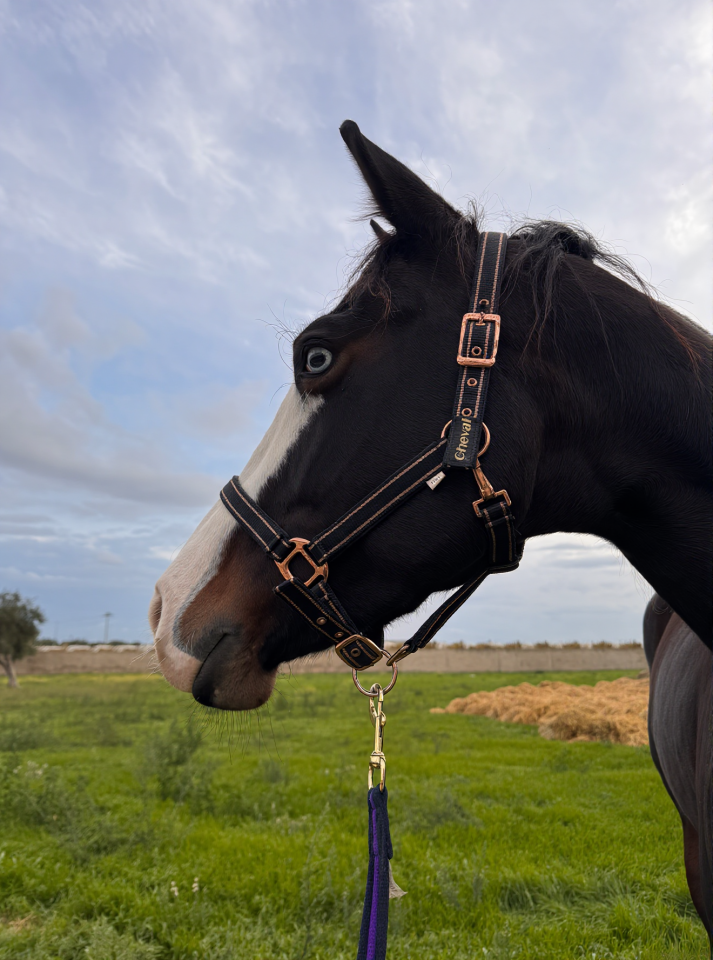 Jument Quarter Horse A vendre 2021 Bai brun par COLONELS SHINING GUN
