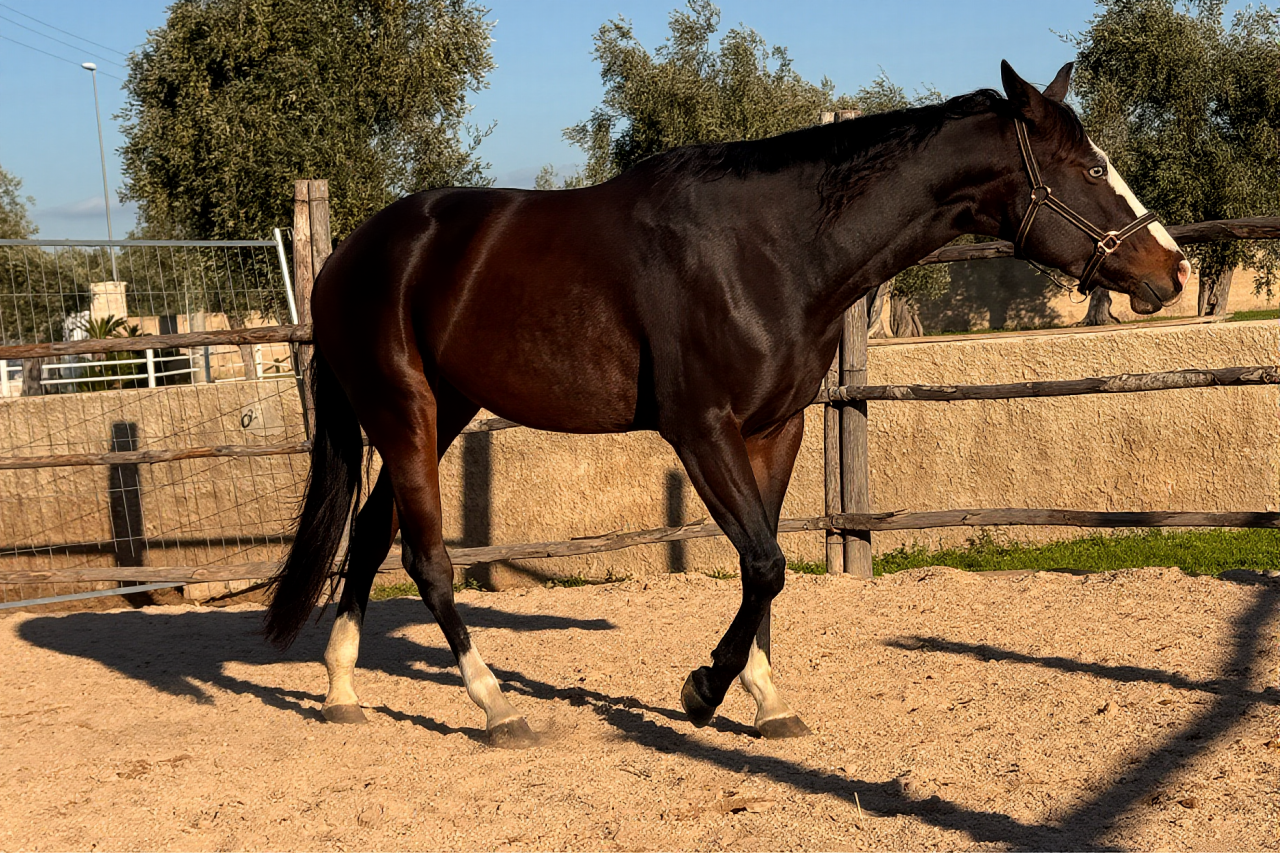 Jument Quarter Horse A vendre 2021 Bai brun par COLONELS SHINING GUN