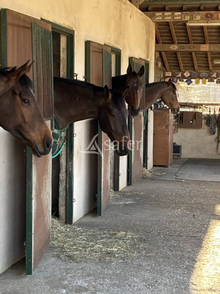 Chevaux de Sport - Haras - Ecuries - Centre Equestre
