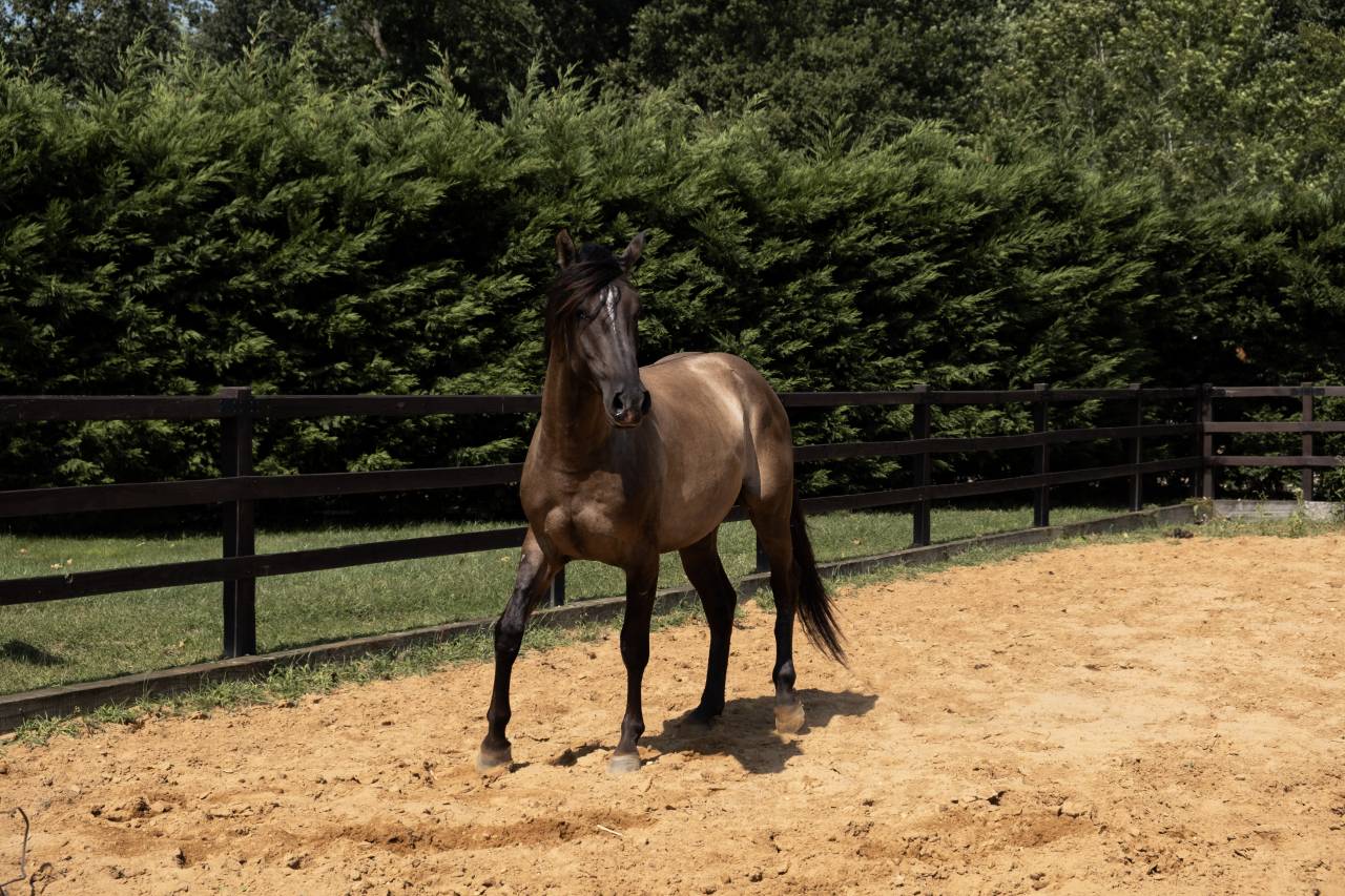 SAILLIE 2026 AMERCICAN AZTECA HORSE FONDATION