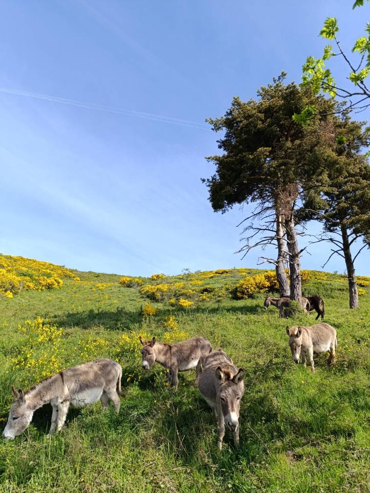 Ânes Sardes miniatures