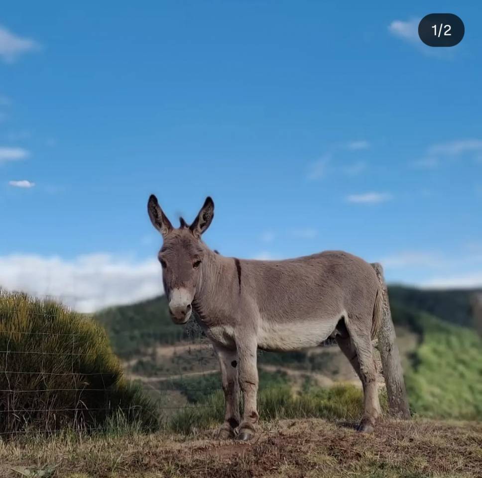 Ânes Sardes miniatures