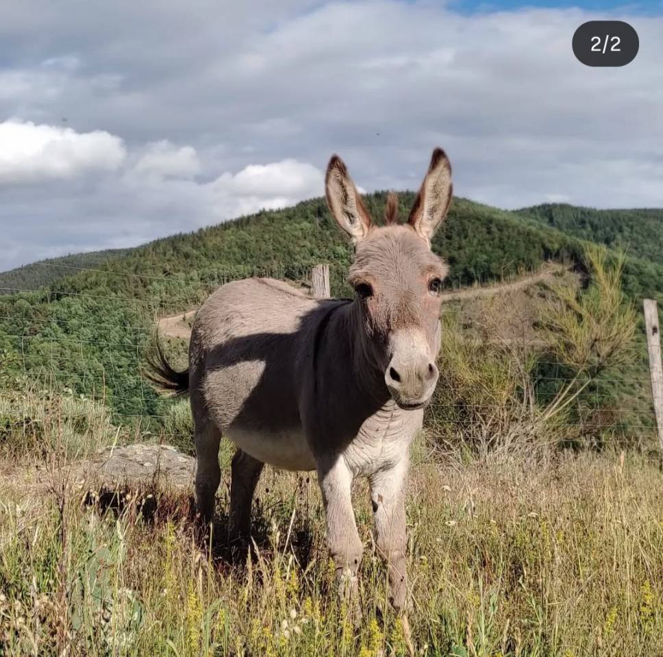 Ânes Sardes miniatures