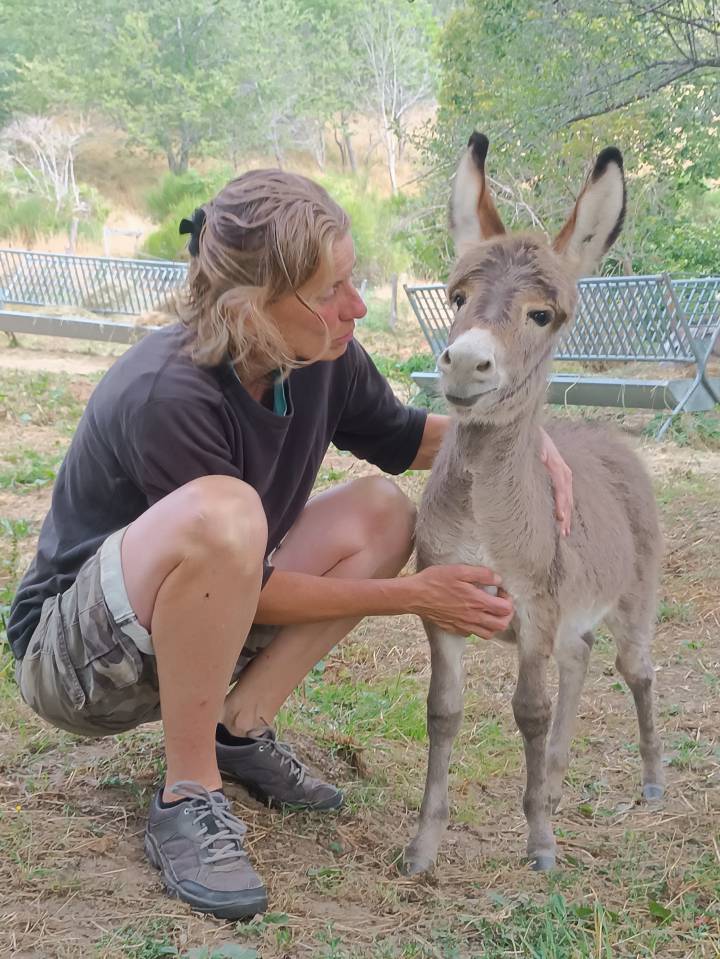 Ânes Sardes miniatures