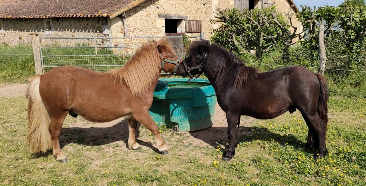 PONEY SHETLAND 