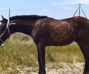 SOTOVENTO:Un poulain très spécial