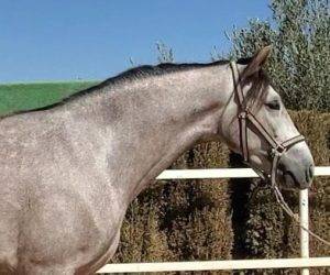 Un jeune cheval très gentil, réceptif et prêt à évoluer