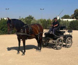 Jument PRE attelée, douce et calme