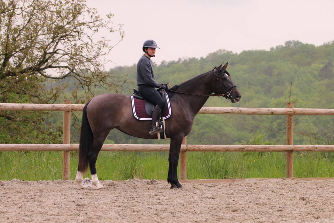 cheval pure race espagnole 