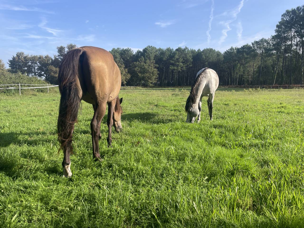 Maison avec piscine proche océan