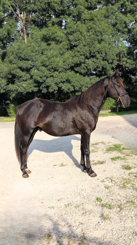 N' Joy, Superbe Quarter Horse Mâle de 2 Ans au Caractèr