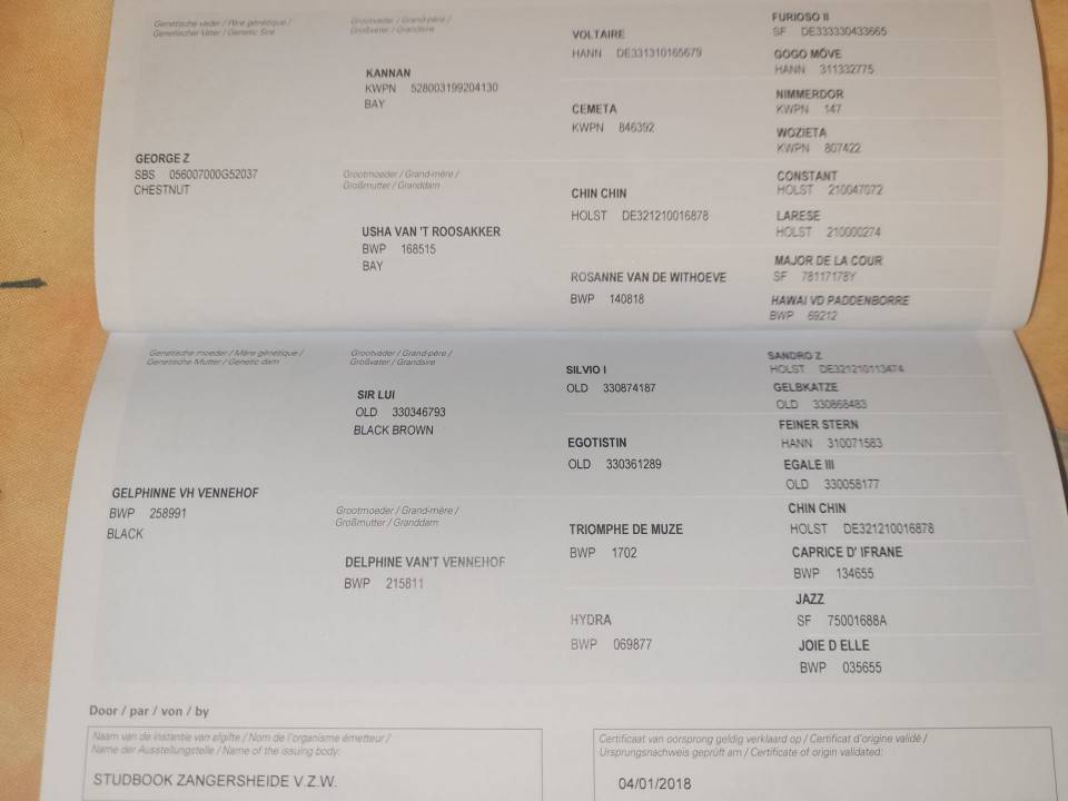 Jument à remettre en route après 2 poulains