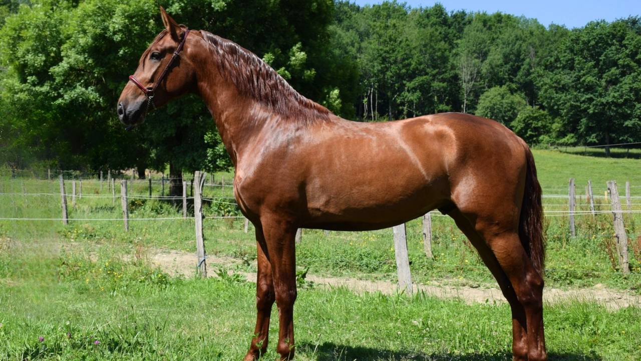 IMPERIAL - PRE 3 ans, cheval d'avenir 