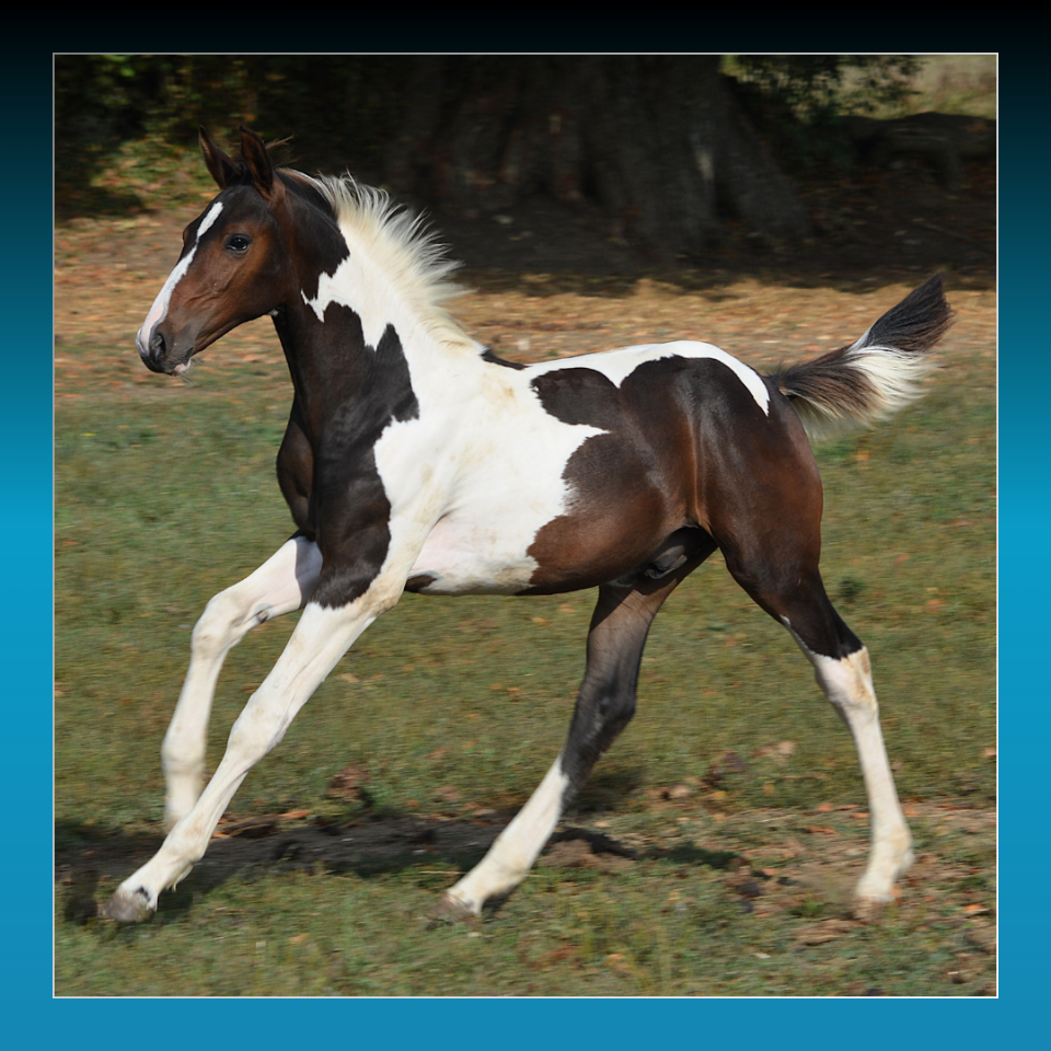 FOAL MÂLE PIE BAI 2025