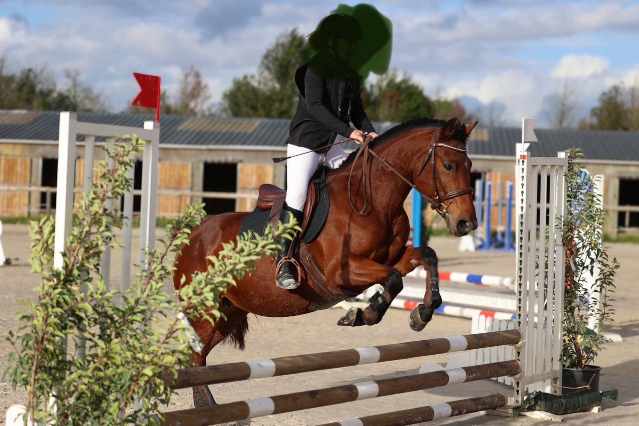 Belle ponette taille D, PFS avec sang arabe