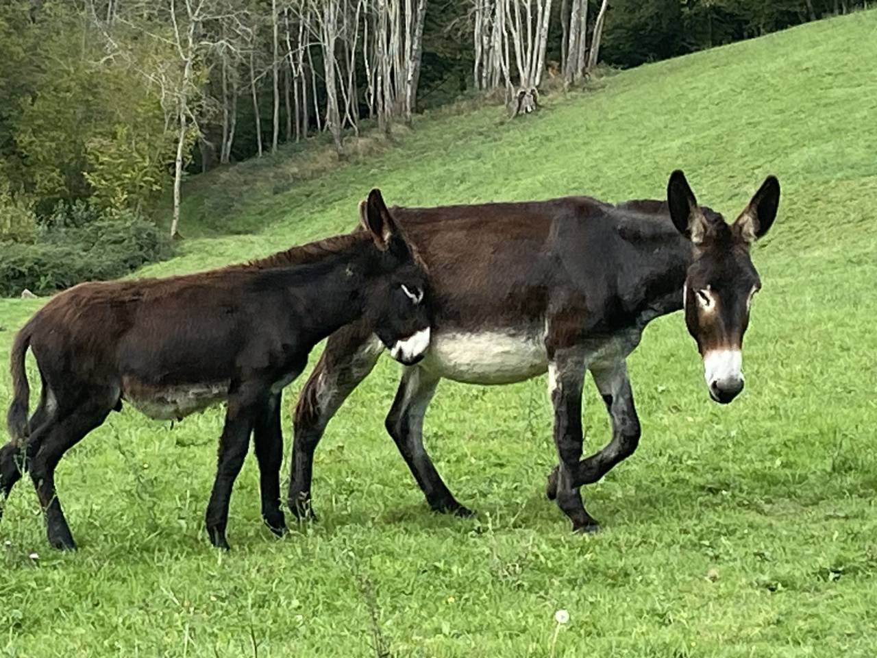 À vendre Ânon des Pyrénées 