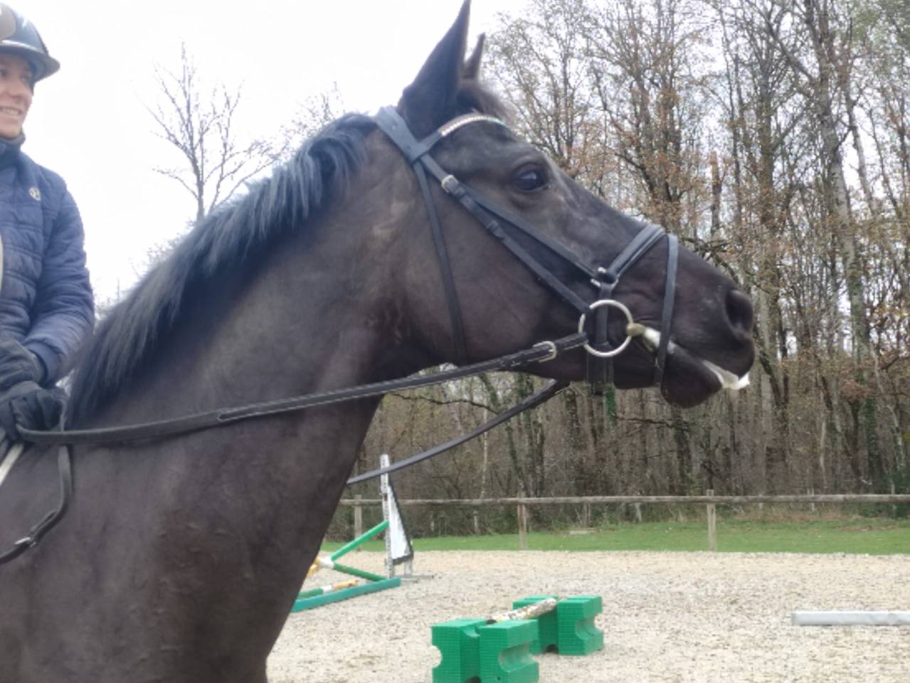 Jolie Hanovrienne 5 ans