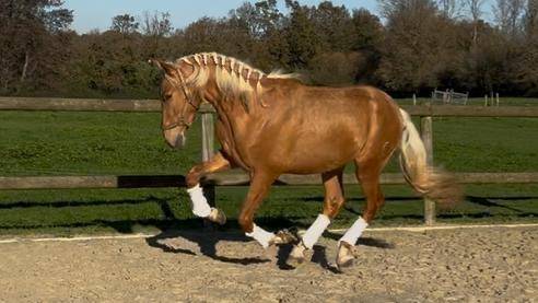 Pure race espagnol Palomino