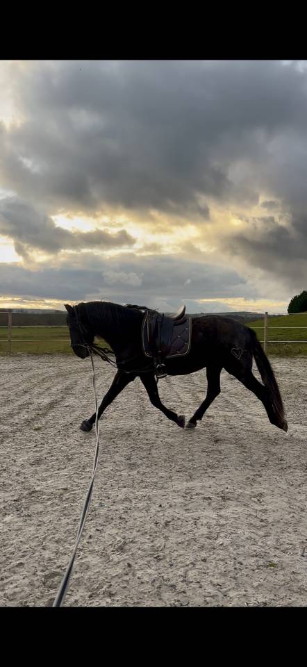 cheval pure race espagnole 