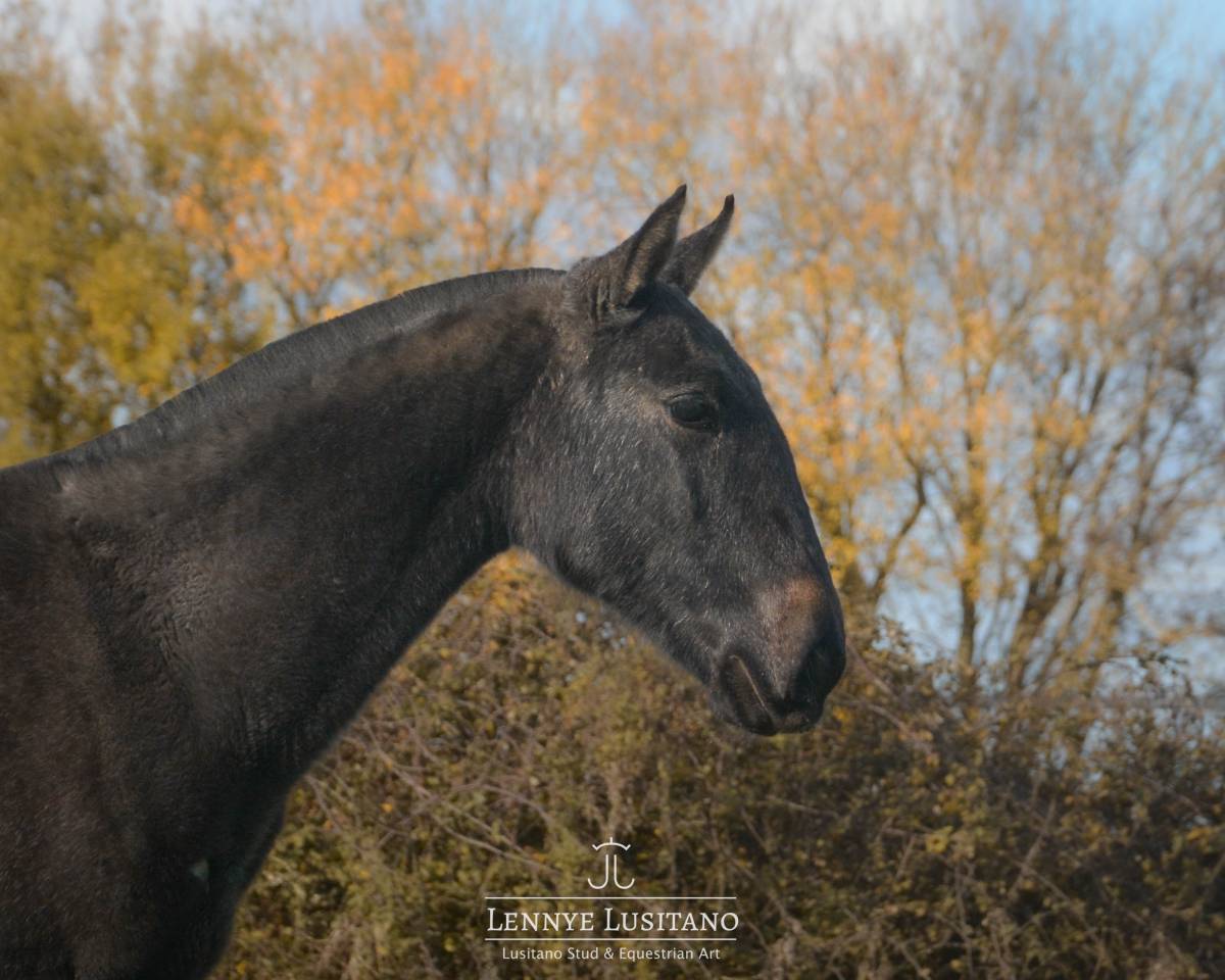 Pouliche Pur-Sang Lusitanienne