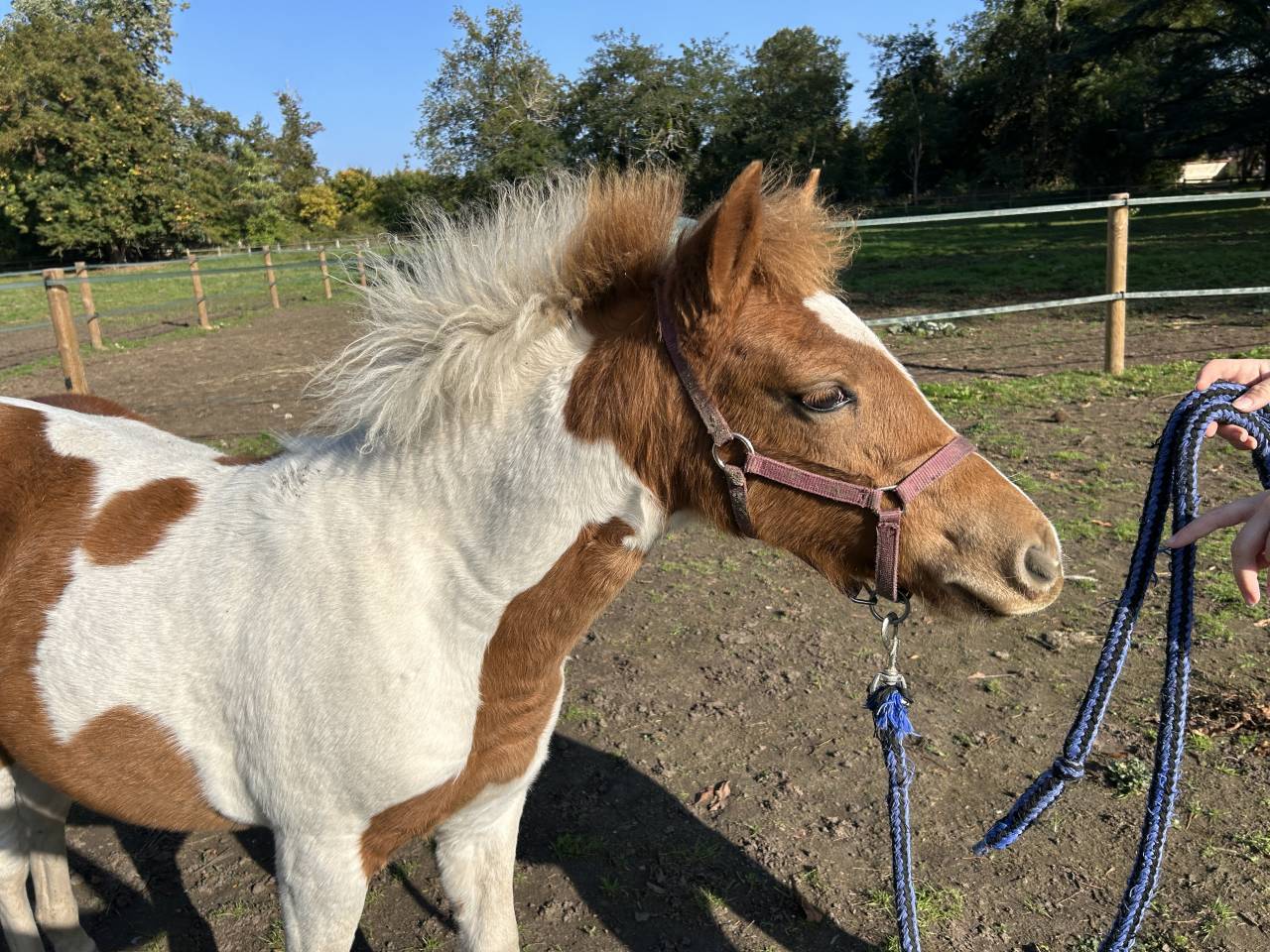 POULICHE PFS PIE par EUROGEN FANTOMAS