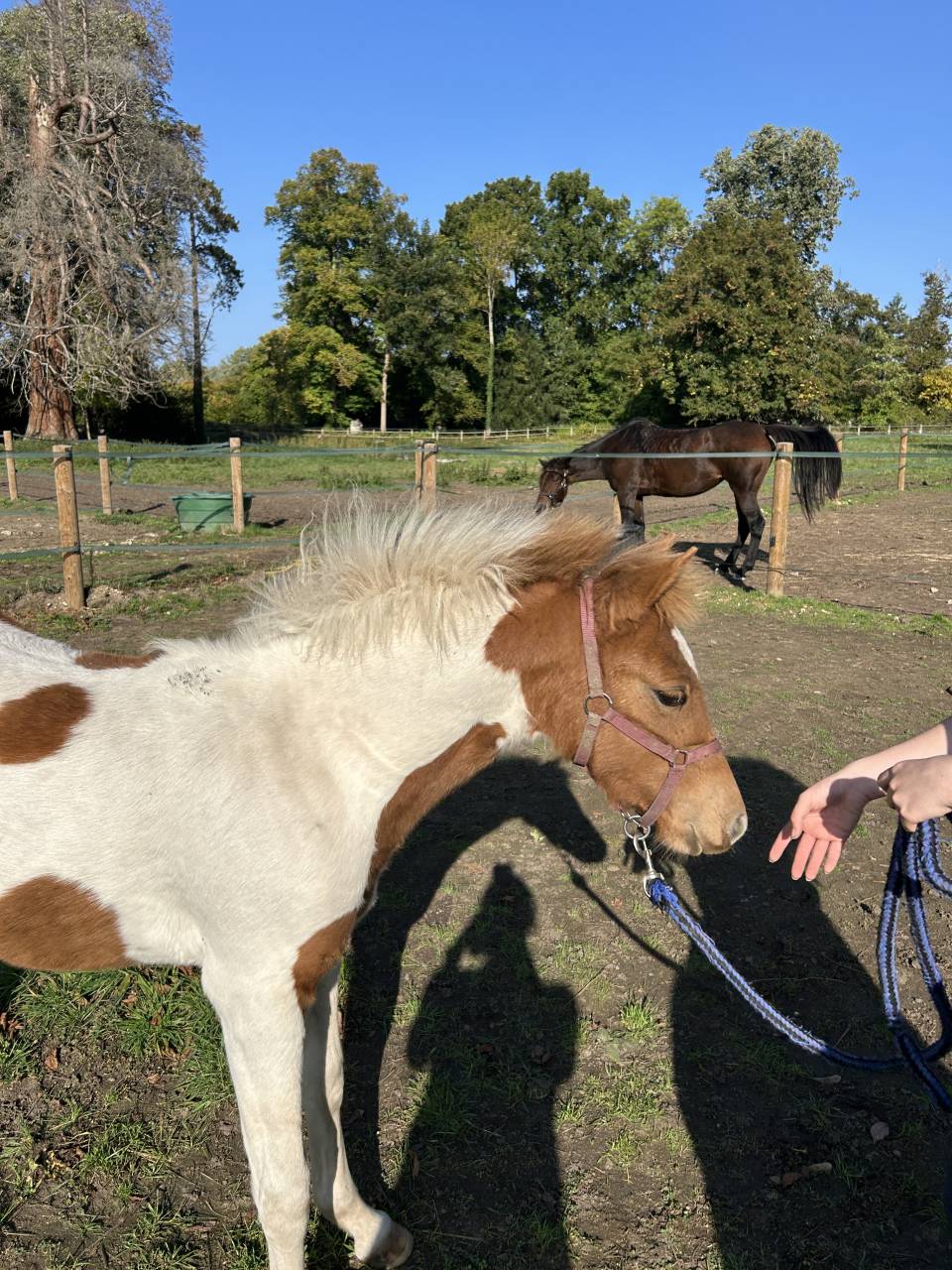 POULICHE PFS PIE par EUROGEN FANTOMAS