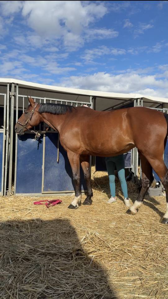 top jument CSO Zangersheide  Amateur Elite et CSI *