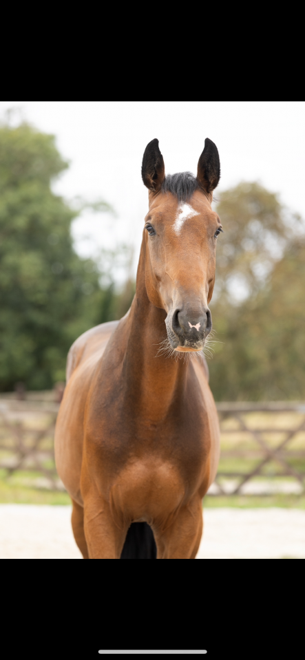 Super cheval à vendre 