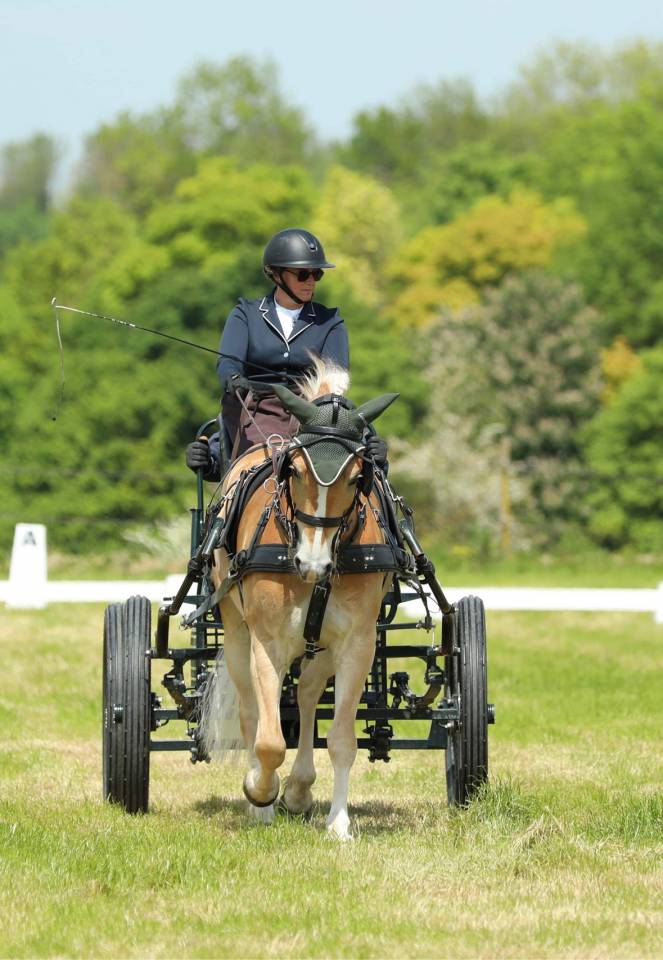 Vends poney HALFINGERS 9 ans