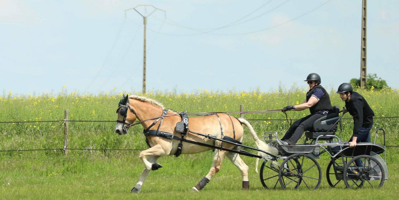 Vends poney HALFINGERS 9 ans