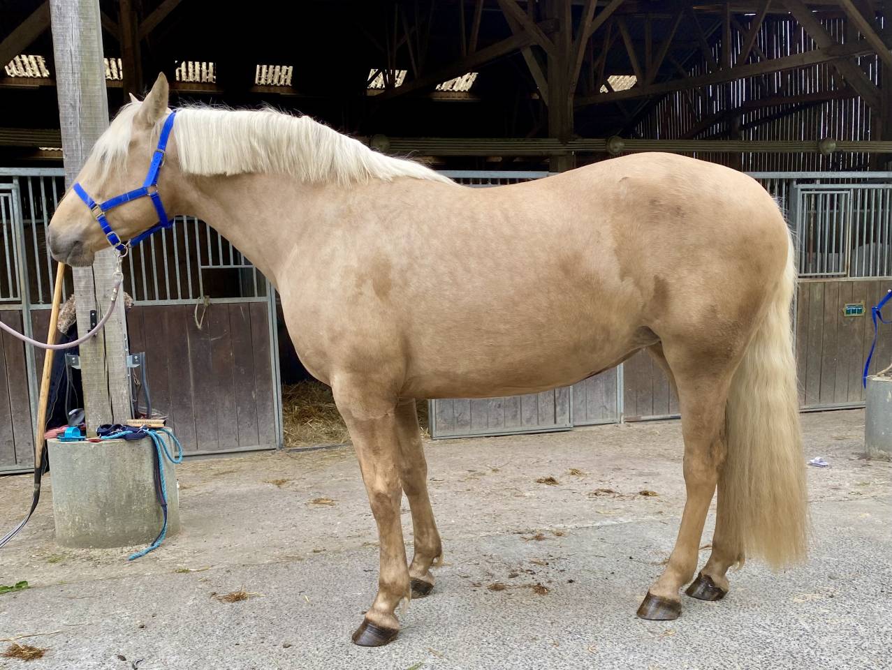 Jument PR&Eacute; palomina 163cm 4 ans debourree 