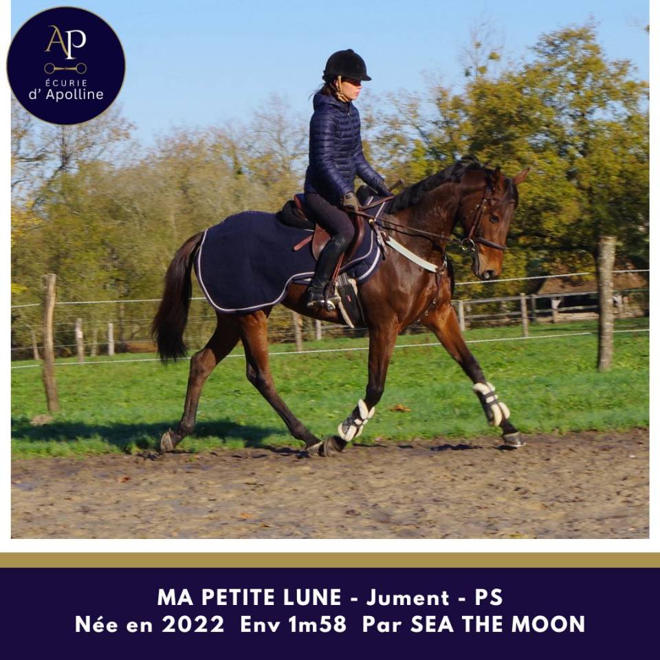 Jolie jument petit modèle top locomotion