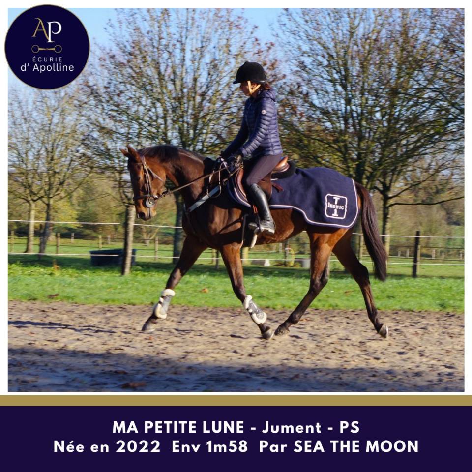 Jolie jument petit modèle top locomotion