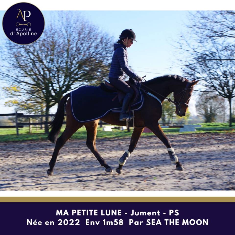 Jolie jument petit modèle top locomotion