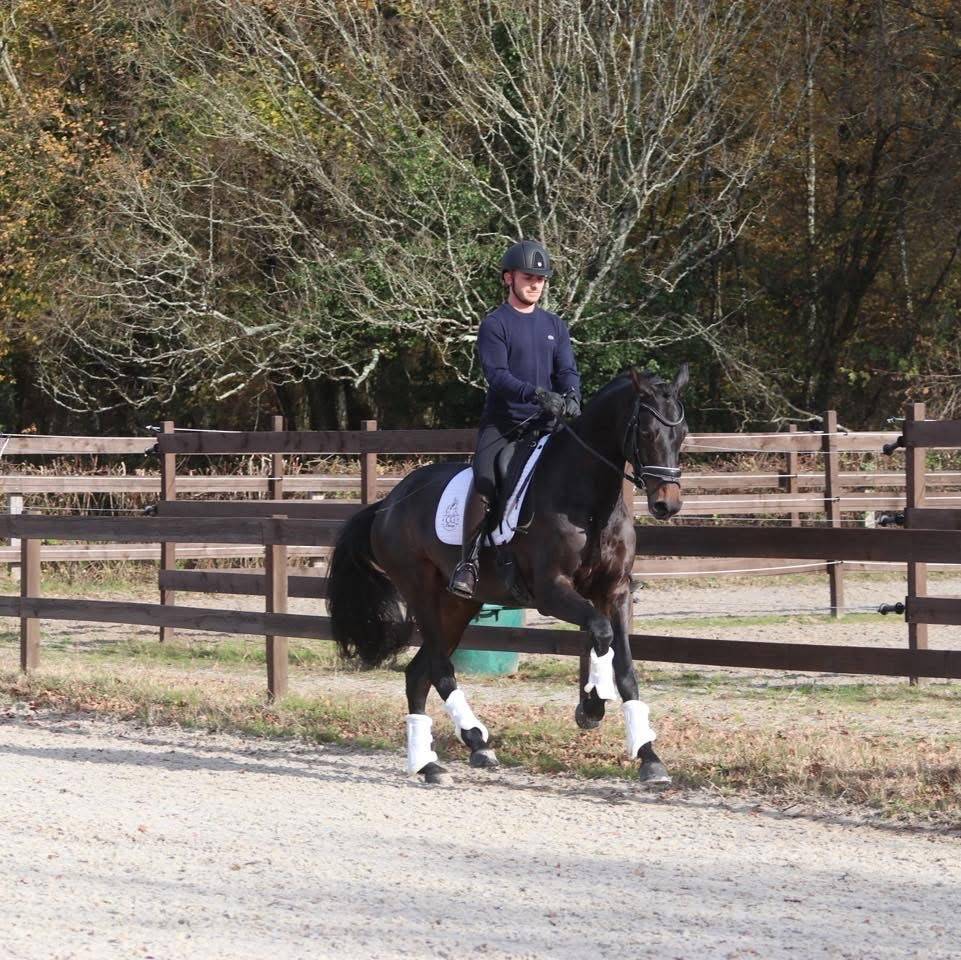 Somptueuse jument Oldenbourg 