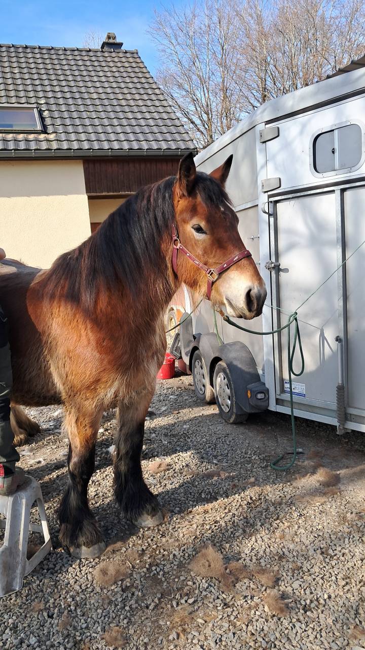 A VENDRE Odette de la vieille Xhavée 