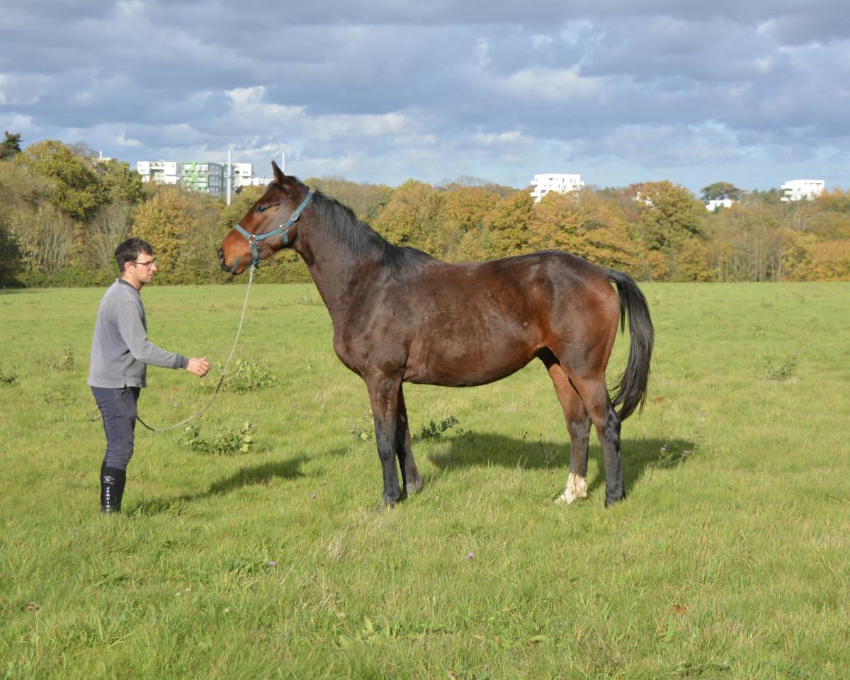 Cheval par Quartz Rouge très facil