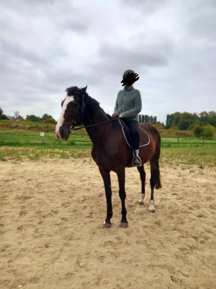 Hongre Trotteur Français