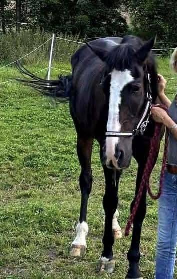 Hongre Trotteur Français