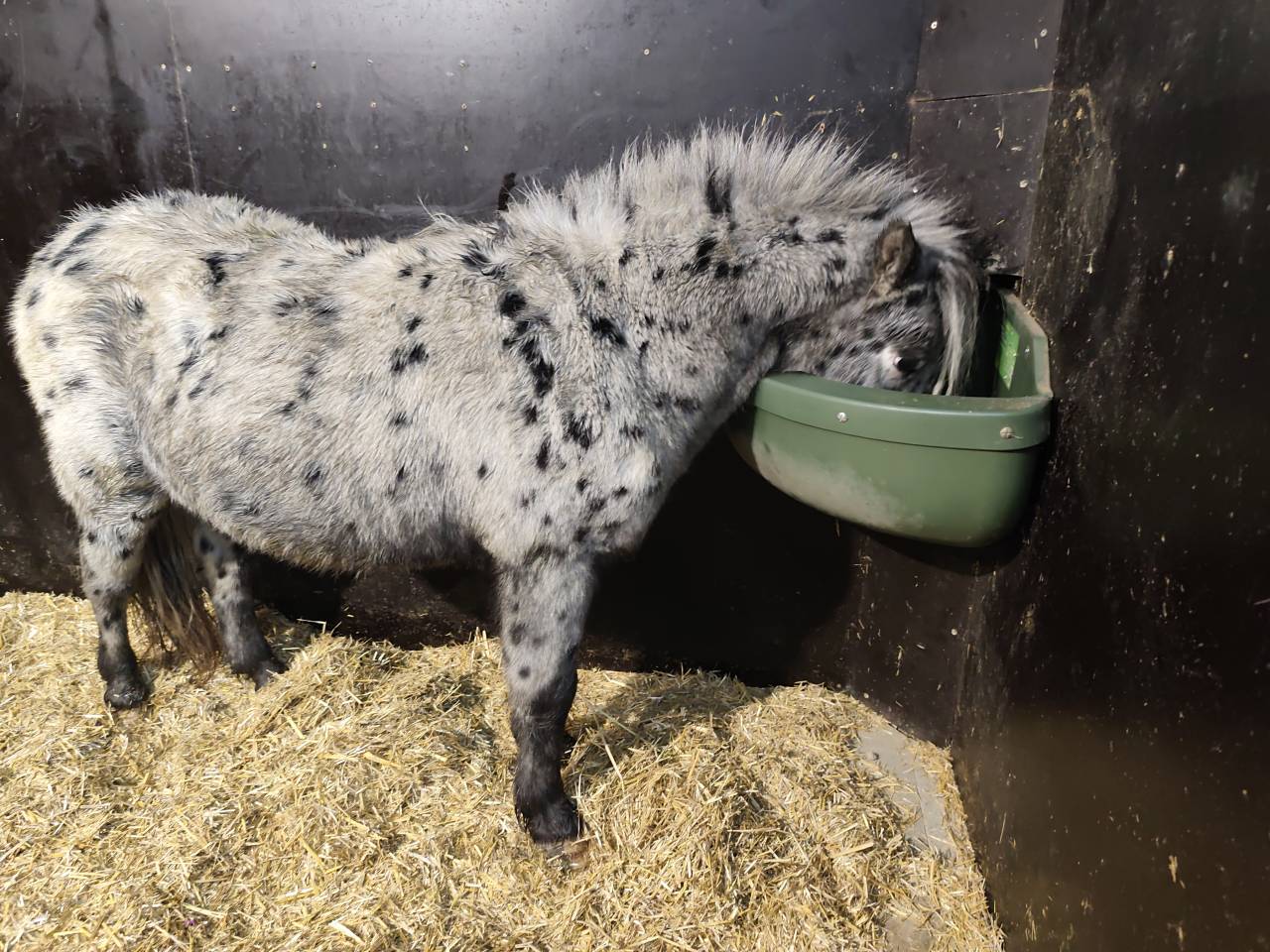 mini appaloosa hongre 