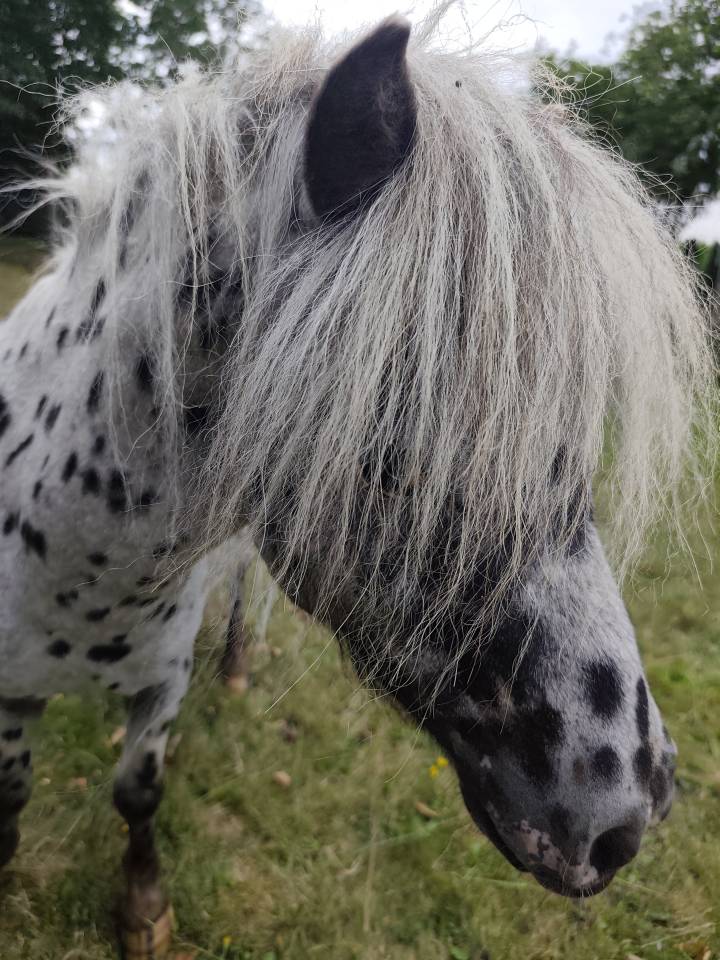 mini appaloosa hongre 