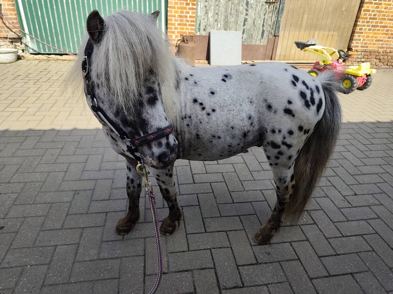 mini appaloosa hongre 