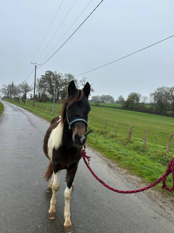 Poney 2 ans en 2026 sera b 