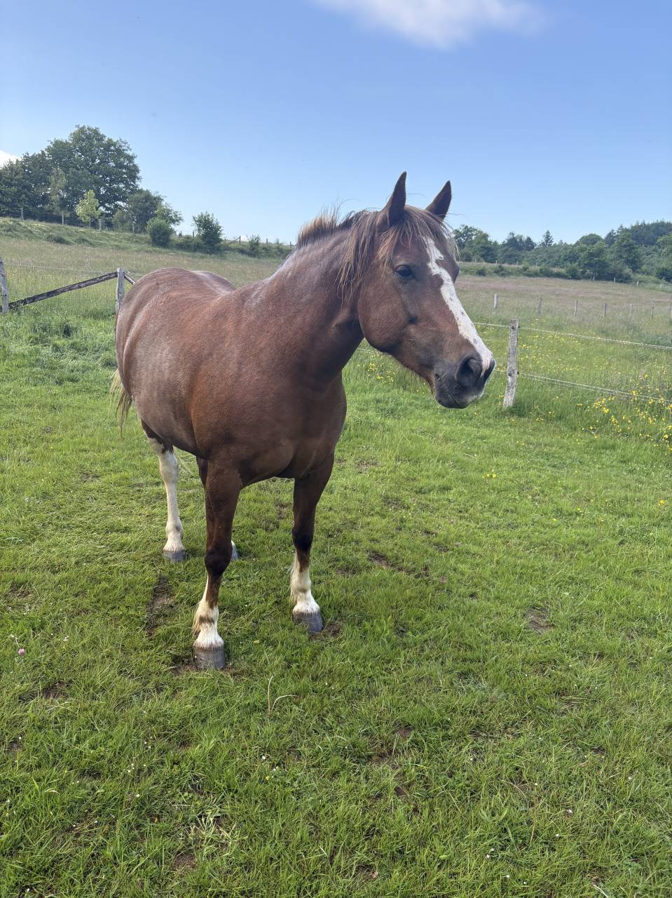 Jument Franches-Montagnes de 7ans à vendre