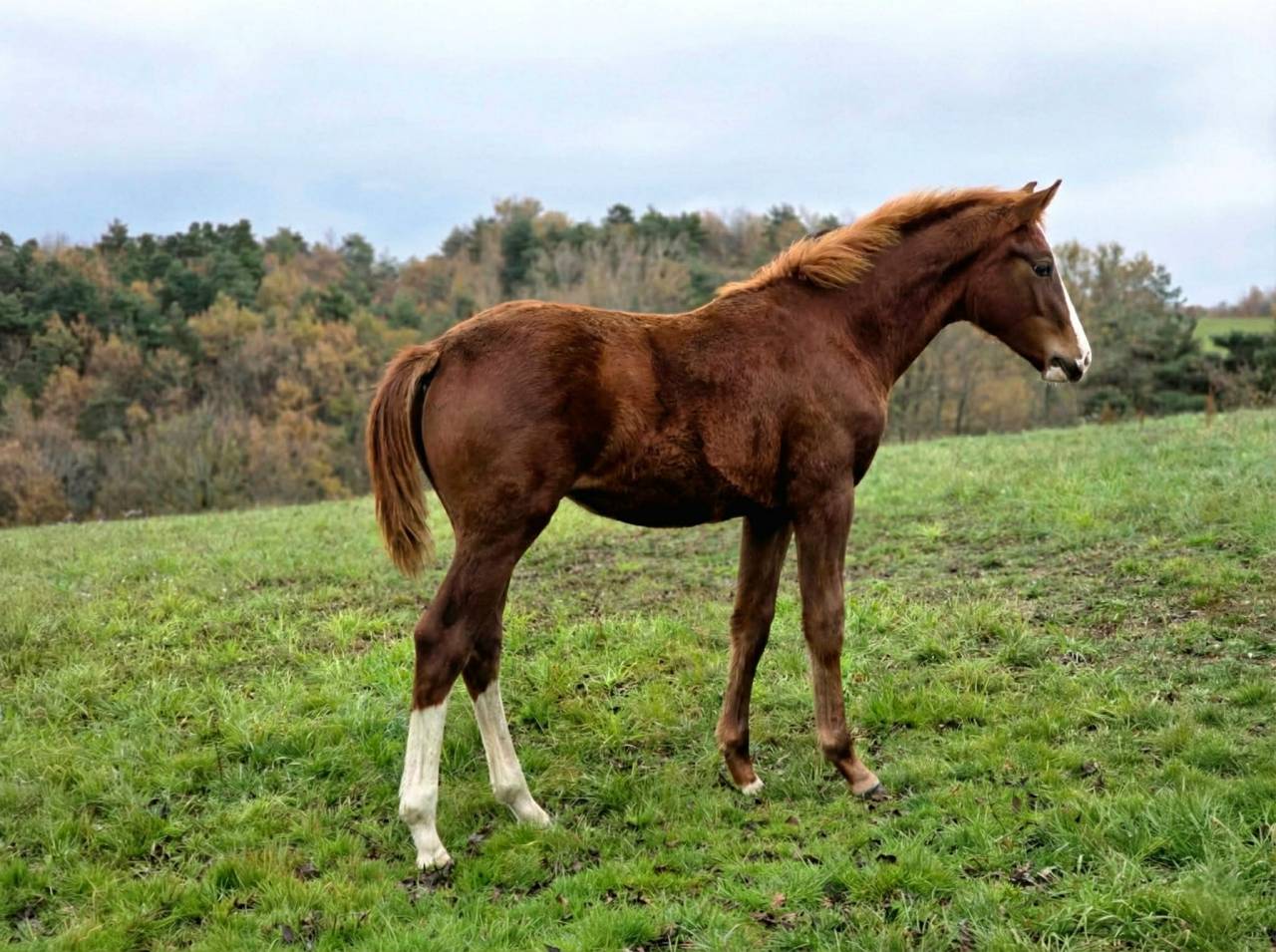 Magnifique Poulain Mâle Alezan