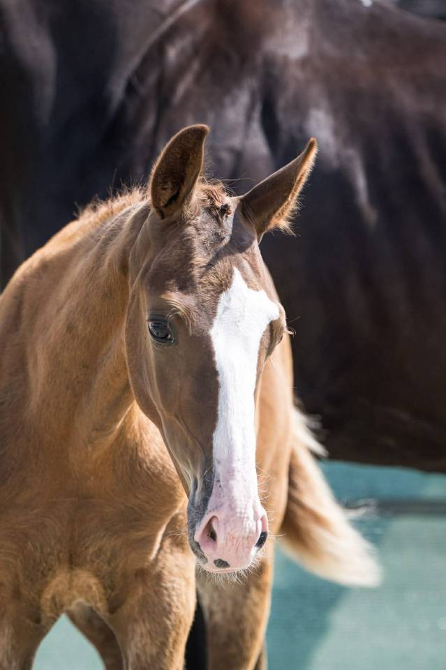 Magnifique Poulain Mâle Alezan