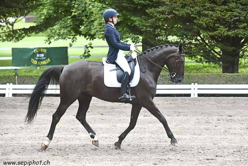Jument de dressage 9 ans – Croisement d’exception