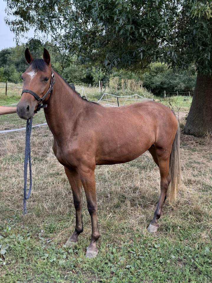 Muse du Valois ponette D new forest